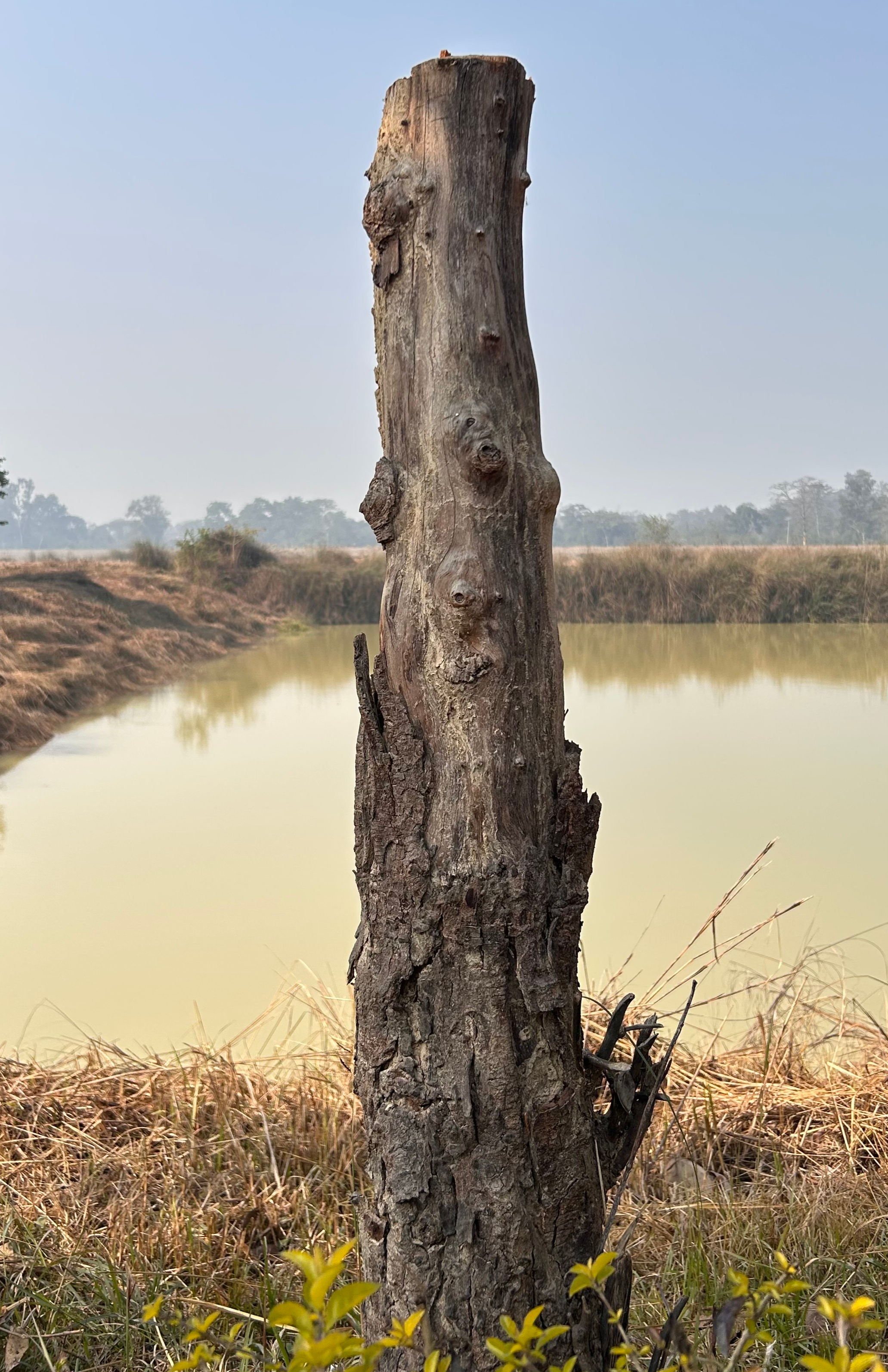 A large, thick tree with rugged bark serves as the backdrop for an altar nestled in its roots.