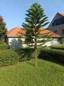 A tall, green conifer tree stands in the foreground against a backdrop of a gray building with large windows and a red-tiled roof.