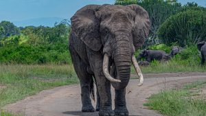 A wide-angle landscape photograph of a massive African bull elephant with large white tusks standing in the center of a dirt track. In the background, a herd of smaller elephants is partially visible within a savanna of tall green grass and a dense thicket of green bushes and candelabra trees under a clear sky.