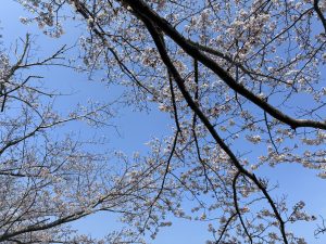 Cherry blossoms along Ichizu Lake in Nagara.
