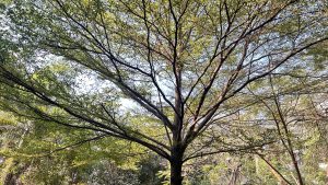 A large tree with a spreading canopy filled with green leaves and intricate branches, set against a backdrop of blue sky and other greenery.
