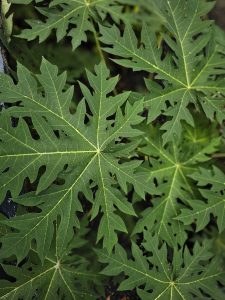 Fresh green papaya leaves are spreading out with beautiful natural patterns and veins. The overlapping leaves create a rich tropical texture, photographed in a home garden in Perumanna, Kozhikode, Kerala.