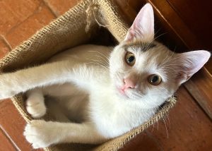 A white kitten with dark patches sits in a burlap sack on a tiled floor, looking up with large amber eyes.