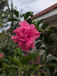 A close-up of a vibrant pink hibiscus flower surrounded by green leaves. 
