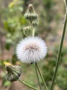 
A close-up view of a fluffy white seed head surrounded by green buds on slender stems