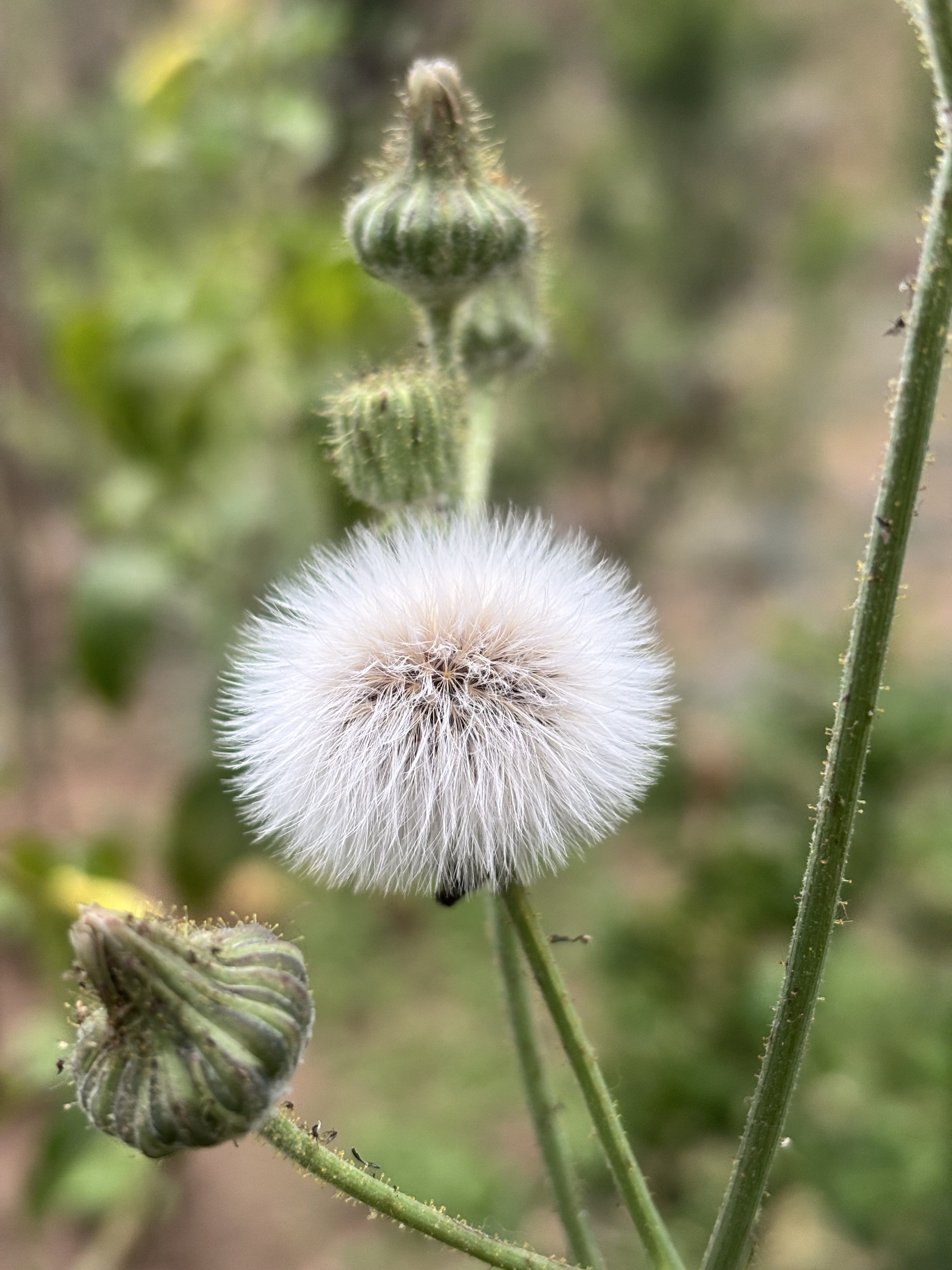 A close-up view of a fluffy white seed head surrounded by green buds on slender stems
