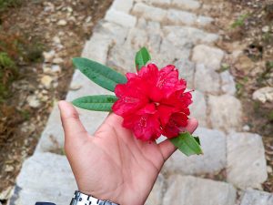 A hand holding a bright red rhododendron flower with green leaves, standing on a stone pathway outdoors.
