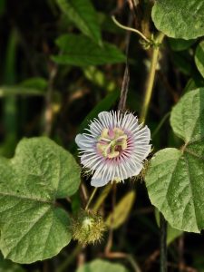 A beautiful passion flower with white petals and purple patterns blooming on a climbing vine. The detailed structure and surrounding leaves highlight tropical plant life in Mavoor, Kozhikode, Kerala.

