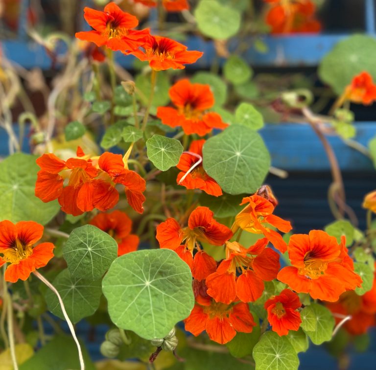 A vibrant tangle of blooming flowers and lush green leaves.