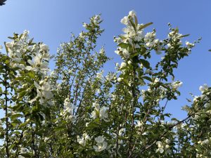 Close-up of white cherry and plum blossoms on leafy branches against a clear blue sky.
