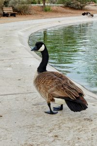 
A Canada goose stands on a concrete path near the edge of a green pond.