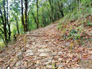 A winding stone pathway meanders through a lush, green forest, surrounded by trees on both sides.