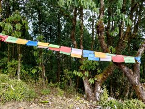 Colorful Tibetan prayer flags tied between trees in a lush green forest, gently hanging above a dirt path. The flags in red, blue, yellow, green, and white contrast with the dense foliage and tall trees in the background.
