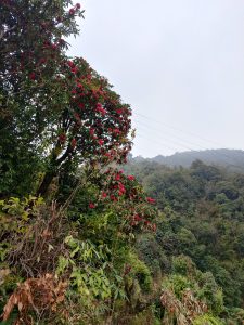 A hillside covered with green trees and blooming red rhododendron flowers, with misty hills and an overcast sky in the background.