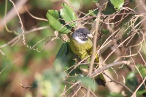 A Collared Finchbill perched on a thin branch with green leaves and branches nearby.
