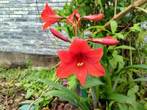 A bright red amaryllis in full bloom with yellow stamens, surrounded by buds, with water droplets on its petals against a leafy garden and gray wall backdrop.