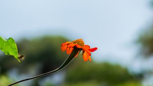 A single deep-orange Mexican sunflower stands in profile on a thin, curved black stem, facing right, with a soft, blurred background of green leaves and a pale sky.