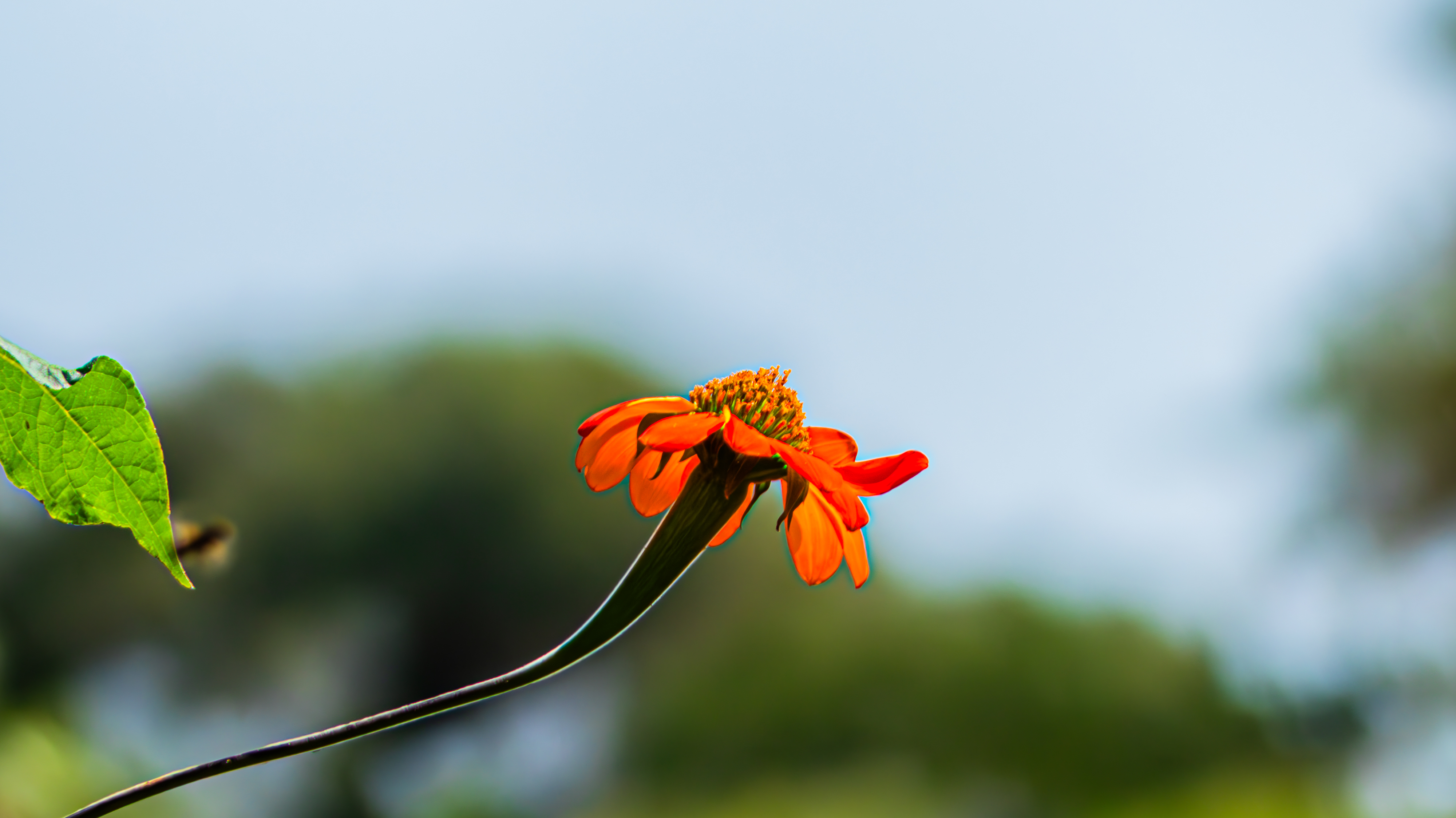 A single deep-orange Mexican sunflower stands in profile on a thin, curved black stem, facing right, with a soft, blurred background of green leaves and a pale sky.