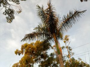 A low-angle view of a tall palm tree with sunlit green fronds against a soft evening sky, with trees and power lines in the background.
