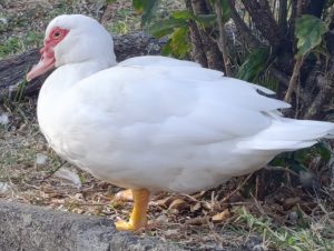 A white duck with a distinctive red face and orange-yellow feet stands on a grassy area beside a low stone wall.