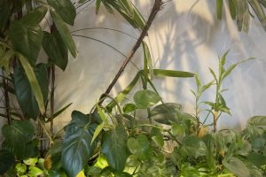 A dense arrangement of various green plants against a light-colored wall. 