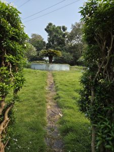 A peaceful garden with a stone pathway leading to a circular raised bed with a palm-like plant in the center. Tall green grass grows along both sides of the path.