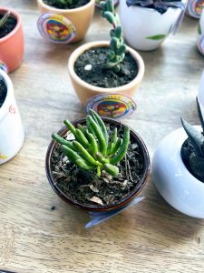 A top-down view of a small "Gollum" Jade succulent in a brown ceramic pot. The plant has distinctive tubular, lime-green leaves with reddish tips. Several other small potted succulents in various colorful ceramic pots are softly blurred in the background on a light wooden surface.