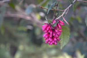 A cluster of bright pink, tube-shaped flowers hangs from a branch, surrounded by green leaves with a softly blurred background.
