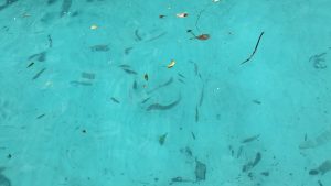 Top view of clear turquoise water with small fish swimming below and a few leaves floating on the surface.