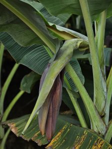 A Nendran banana (Kerala banana or Plantain banana) flower bud growing on a banana plant surrounded by large green leaves. This tropical plant detail shows an early stage of banana fruit growth in Mavoor, Kozhikode, Kerala. 
