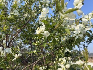 A close-up view of a flowering tree branch, featuring clusters of delicate white flowers and budding green leaves.
