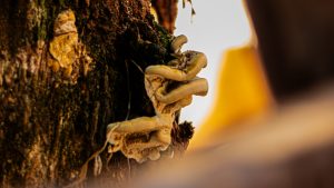 A close-up of cream-colored bracket fungi with wavy, ruffled edges growing on the dark, mossy bark of a tree trunk, with a warm, blurred golden background.