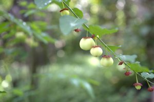 A thin branch holds several small, pale yellow‑green fruits with reddish caps, surrounded by soft green leaves.
