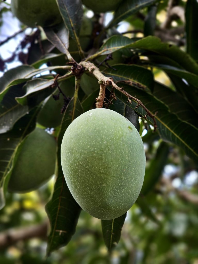 raw green mango hanging from a tree branch, surrounded by dark green leaves. This natural fruit scene shows early growth in a home garden in Perumanna, Kozhikode, Kerala.