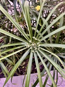 A top-down view of an umbrella papyrus plant, featuring long, thin green leaves that radiate outward from a central cluster of small white flowers.