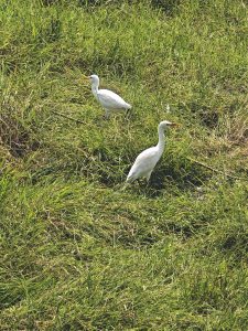 
Two white birds standing in a grassy field. 