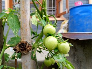 
A close-up view of a green tomato plant with several small, unripe green tomatoes clustered together. 
