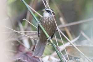 A Streak-breasted Scimitar Babbler perched on a small bamboo branch with other branches and dry leaves in the background.