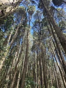 Low-angle view of tall, dense pine trees in a serene forest in Bosque del Niño, Costa Rica.