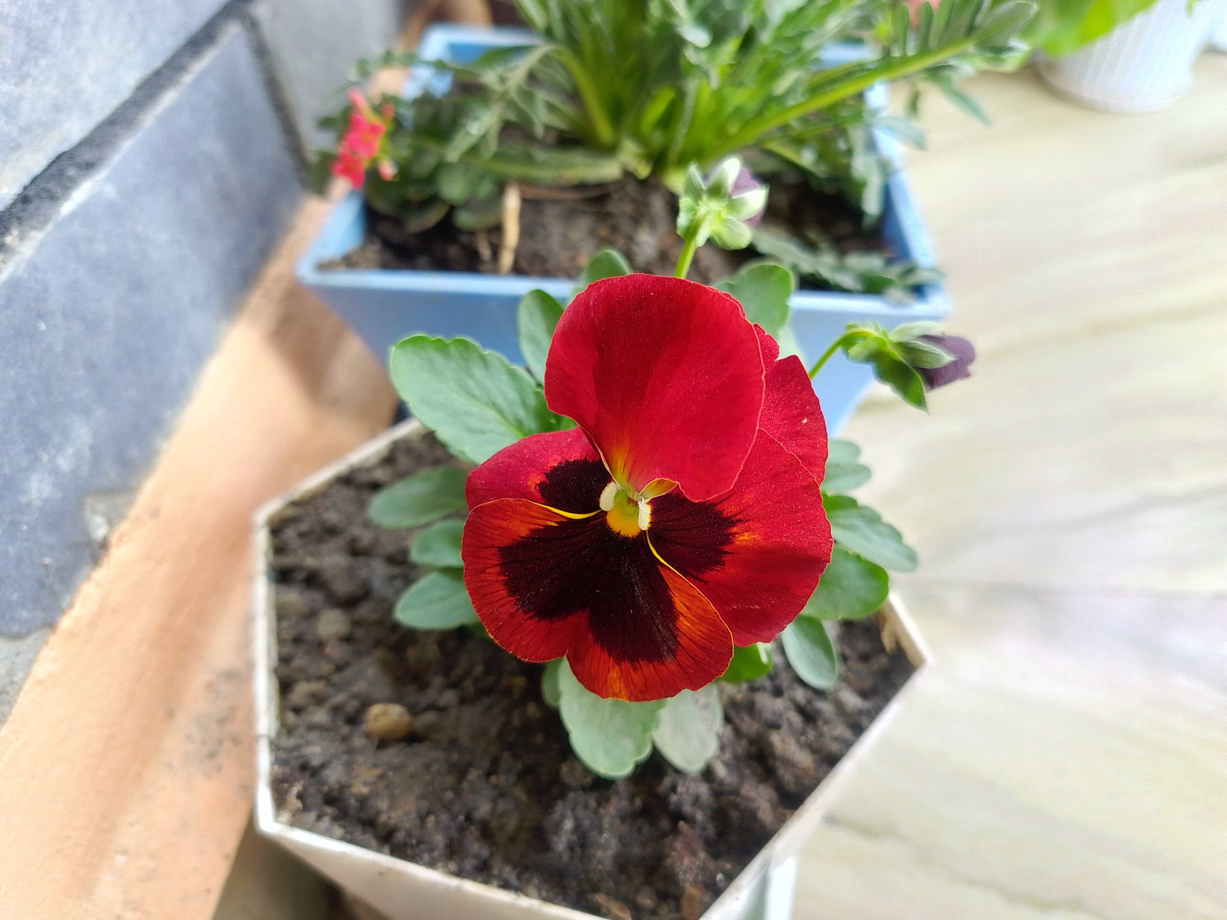 A close-up view of a vibrant red flower with a dark center, growing in a small white pot filled with soil. The flower petals are smooth and have a slight sheen, with hints of orange accents near the edges.