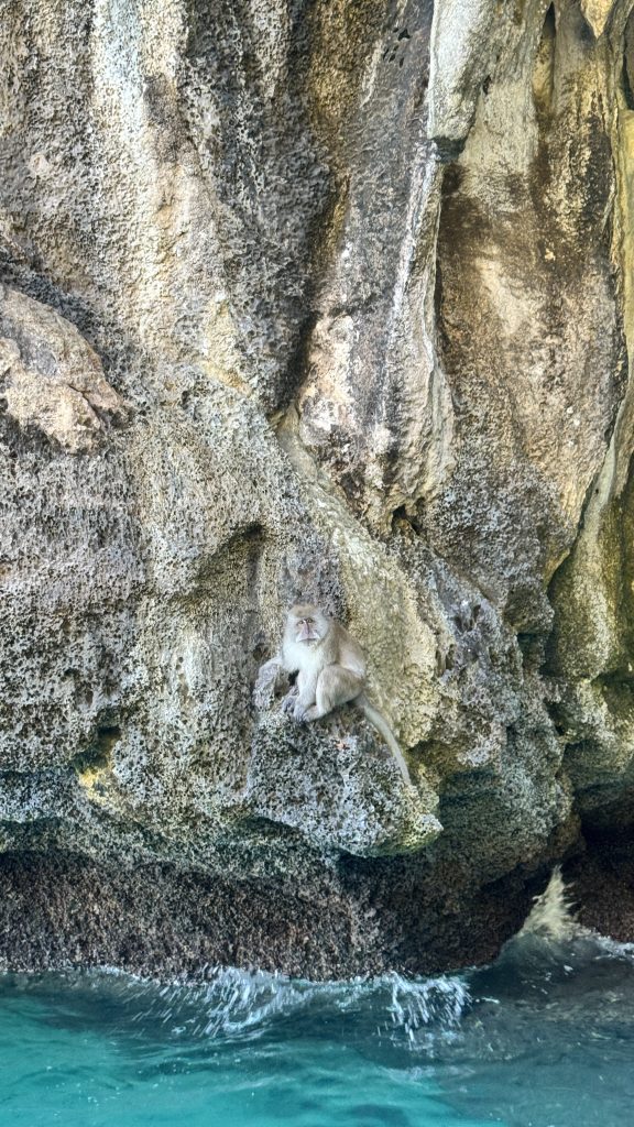 A small grey monkey sits on a rough sea cliff, with waves crashing below as it looks toward the camera.