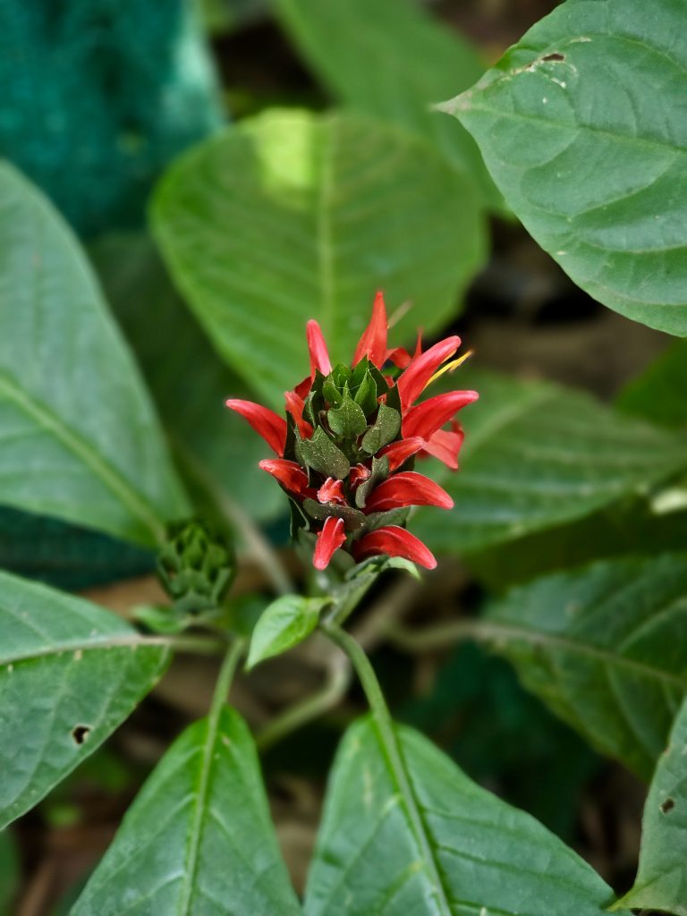 A bright red flower blooming among green leaves, standing out with its rich color and simple beauty. This close-up plant photo was captured in Perumanna, Kozhikode, Kerala.