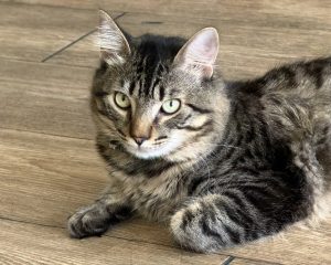 A close-up of a tabby cat with green eyes on a wooden floor, sharply focused and looking curiously at the camera.