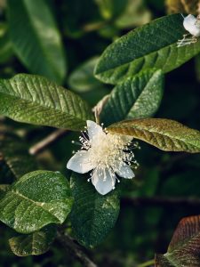 A delicate white guava flower is blooming among green leaves on a guava tree. The soft petals and fine stamens show the beauty of tropical fruit plants in Mavoor, Kozhikode, Kerala.
