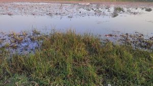 Close-up of a marshy shore with green grass in wet soil and calm water filled with small pink lily buds under a soft sky.