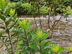 Nature in Costa Rica with leaves and a river.
