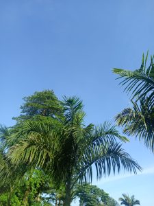 A clear blue sky with a few wispy clouds and lush green palm trees in the foreground, showcasing a vibrant natural setting.
