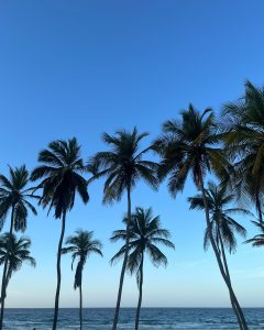Silhouettes of several tall palm trees against a clear blue sky by the ocean