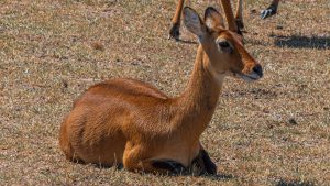 A reddish-brown Uganda kob stands alert in tall yellow grass with scattered acacia trees.