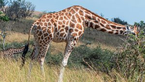 A Rothschild’s giraffe bends its long neck to eat from an acacia bush, with another giraffe in the grassy background under a clear blue sky.